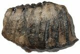 Partial Southern Mammoth Molar - Hungary #200772-3